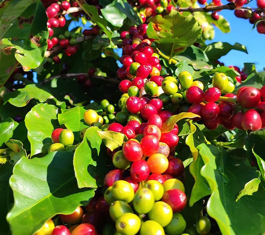 Coffee plant close-up