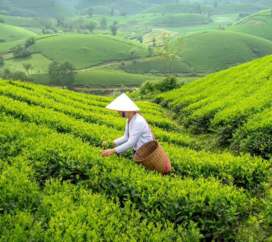 Women picking coffee cherries